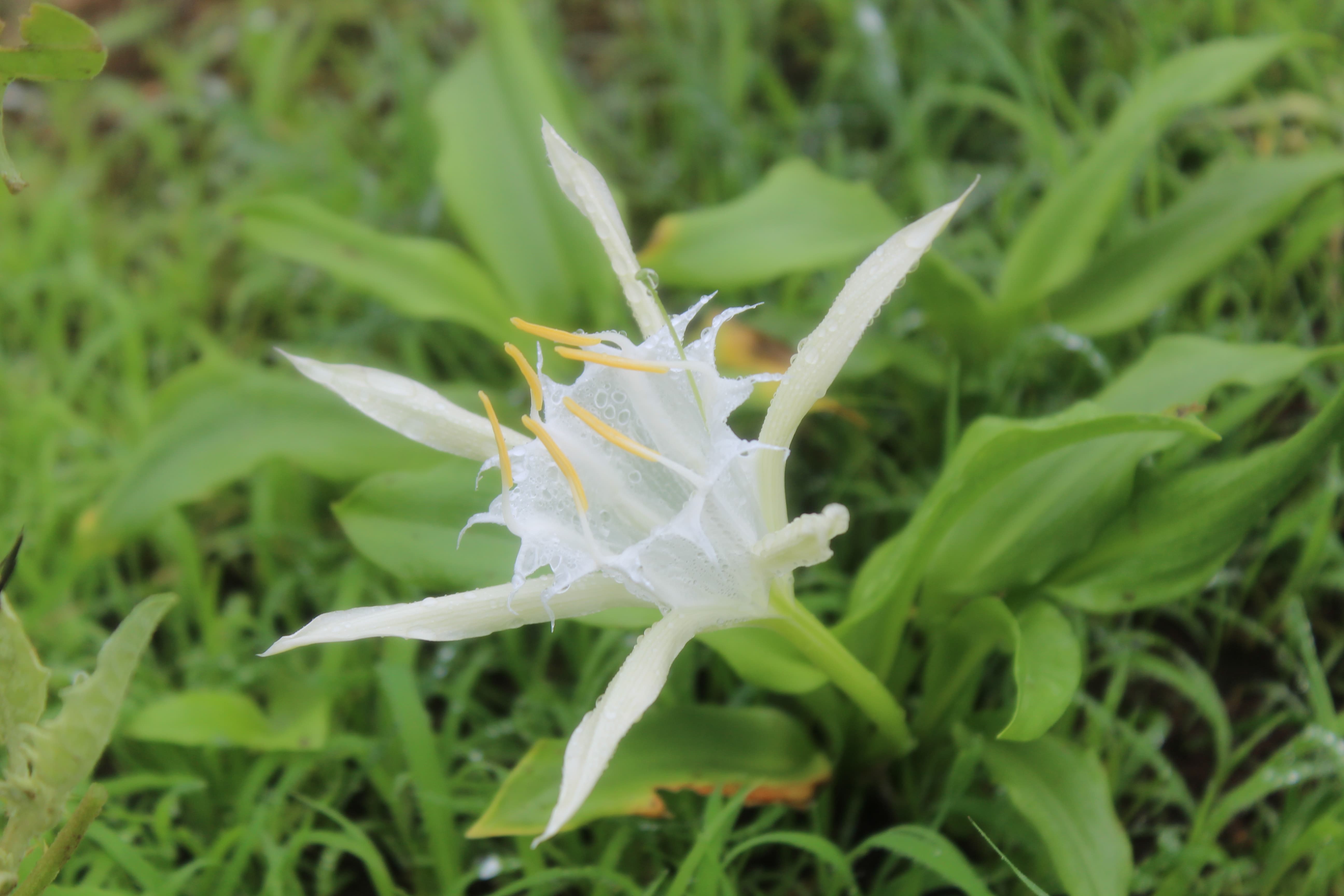 Plant Image